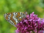 Melitaea 2
