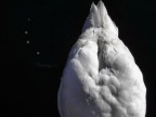 ...cigno... ...cigno...