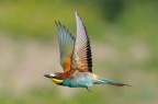 In volo In volo