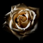 Samsung NX1
NX 16-50mm F2-2.8 S
�/2.8
50.0 mm
1/400
100 Iso
Lightroom