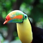 scattata all'Oasi di sant'Alessio (PV) 
sempre graditi suggerimenti e critiche