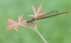 Ceriagrion-tenellum-femm... Ceriagrion-tenellum-femm...