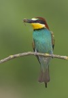 Gruccione (Merops apiaster) Gruccione (Merops apiaster)