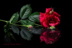 Reflected rose Reflected rose