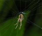 Di nuovo spider Di nuovo spider