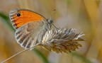 Coenonympha pamphilus
