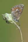 Polyommato Polyommato