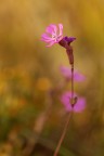 Silene dioica Silene dioica