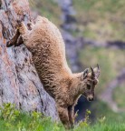 Canon 6D
ISO 800
400 mm
1/500 sec