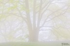 Ritorno nel bosco Ritorno nel bosco