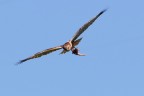 Falco di palude