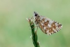 Pyrgus malvae... Pyrgus malvae...