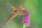 Libellula fulva.... Libellula fulva....
