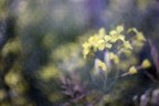 Flowers Flowers