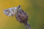 Pyrgus malvoides Pyrgus malvoides