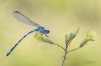 Coenagrion mercuriale Coenagrion mercuriale