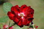 Una rosa Una rosa