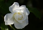 Il candore della Rosa Il candore della Rosa