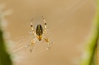 Argiope Argiope