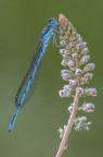 Damigella azzurra