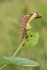 Bruco Zerynthia Bruco Zerynthia