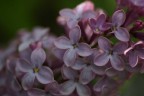 fiore di lillà... fiore di lillà...