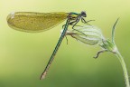 Calopteryx splendens Calopteryx splendens