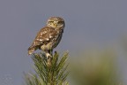 Civetta (Athene noctua) Civetta (Athene noctua)