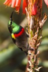 Nettarinia piccola dal doppio collare Nettarinia piccola dal doppio collare