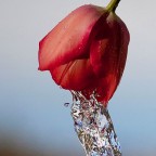 acqua acqua