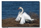 cigno 3 cigno 3