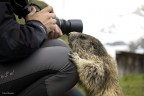 Marmotta curiosa