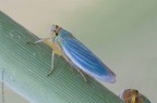 Cicadella Virdis Cicadella Virdis