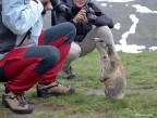 Marmotta curiosa 2