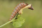 Bruco Zerynthia Bruco Zerynthia
