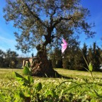 Il bello e il saggio