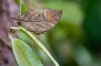 papilio papilio