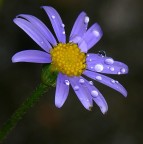 *** Margarita's bubbles ***