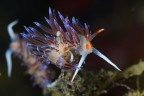 nudibranco in deposizione nudibranco in deposizione