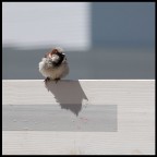 giocando con un passero giocando con un passero