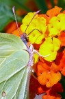 *** T'ho beccato a farti nā canna *** *** T'ho beccato a farti nā canna ***