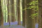La foresta blu