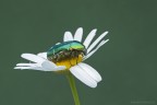 Cetonia aurata Cetonia aurata