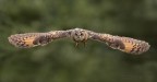 Volo Volo