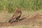 Poiana (Buteo buteo) Poiana (Buteo buteo)