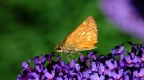 skipper skipper