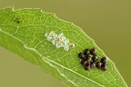 Uova di Hemiptera Uova di Hemiptera