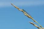 Damigella azzurrina (Coenagrion puella) (??) Damigella azzurrina (Coenagrion puella) (??)