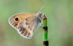Coenonimpha Pamphilus... Coenonimpha Pamphilus...