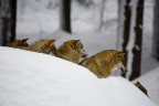 Chi arriva? Chi arriva?